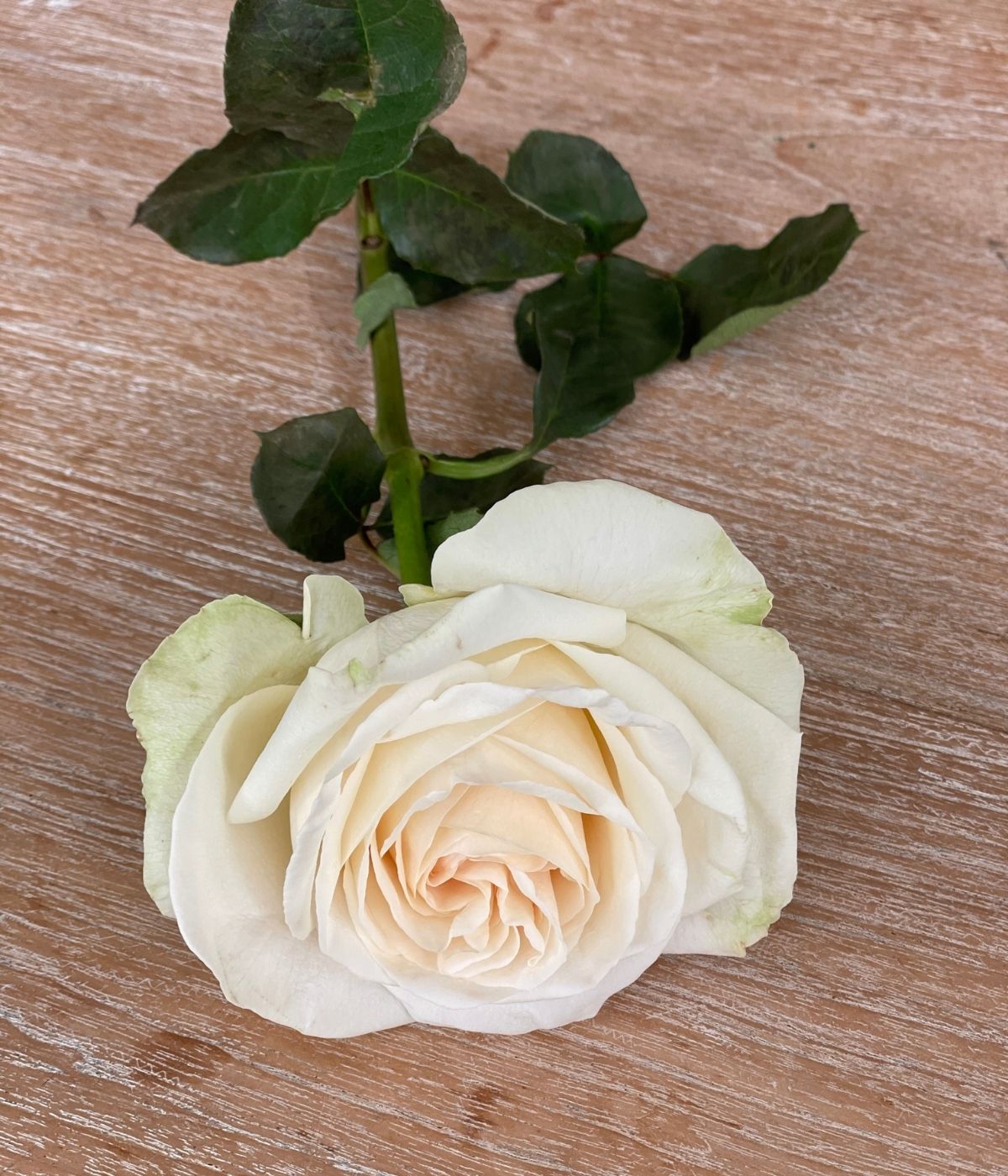 White O'Hara roses on Thursd - Ecuador 4