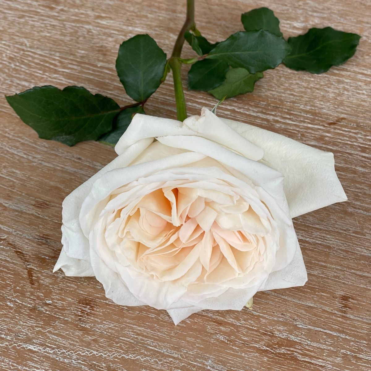 White O'Hara roses on Thursd - Colombia