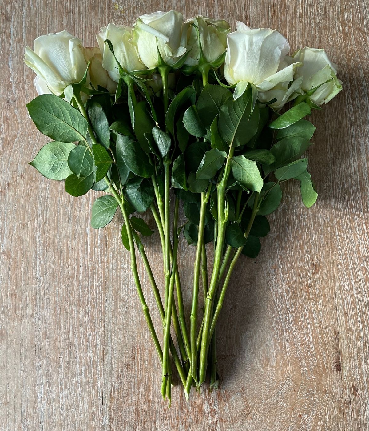 White O'Hara roses on Thursd - Kenya 2600 P