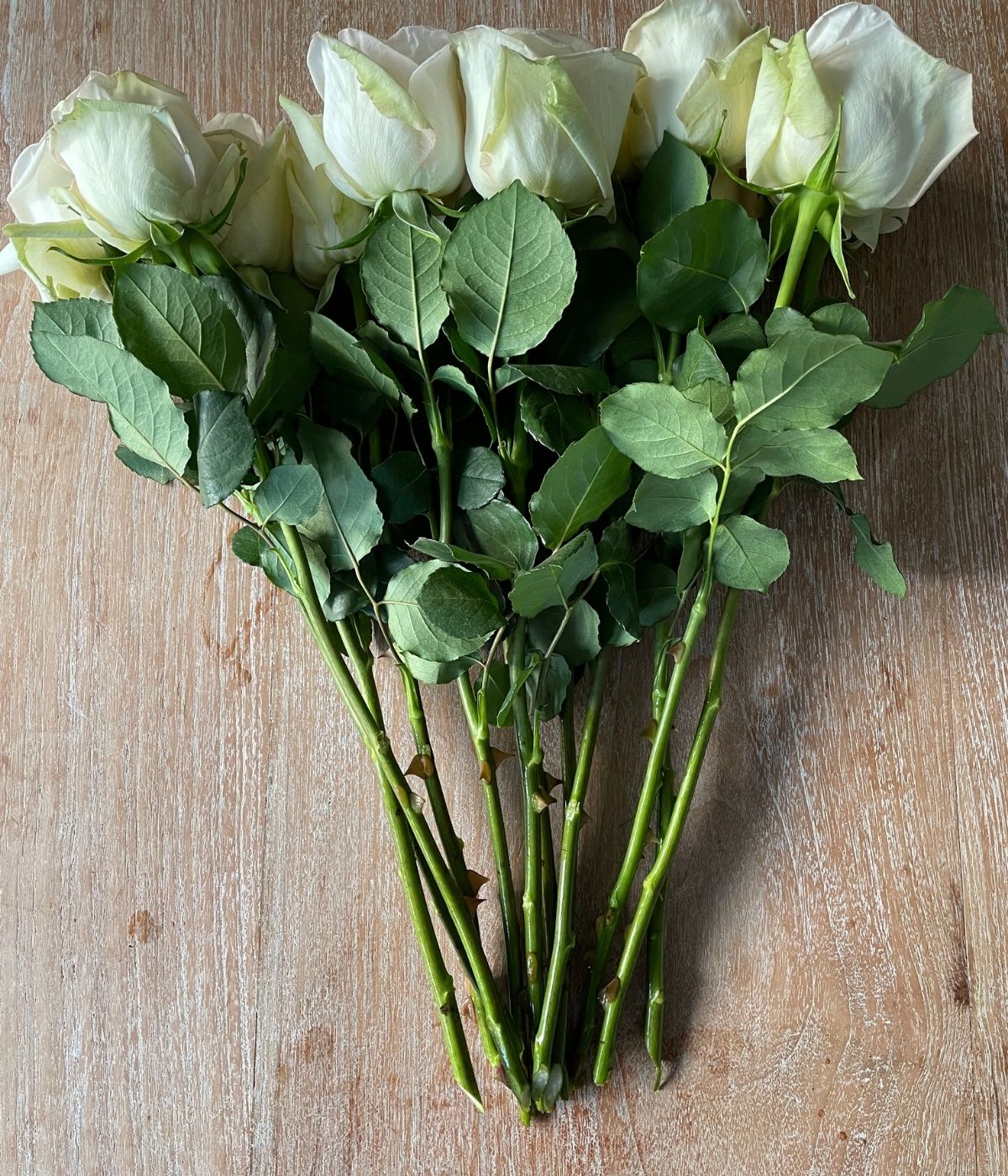 White O'Hara roses on Thursd - Kenya 2600 U