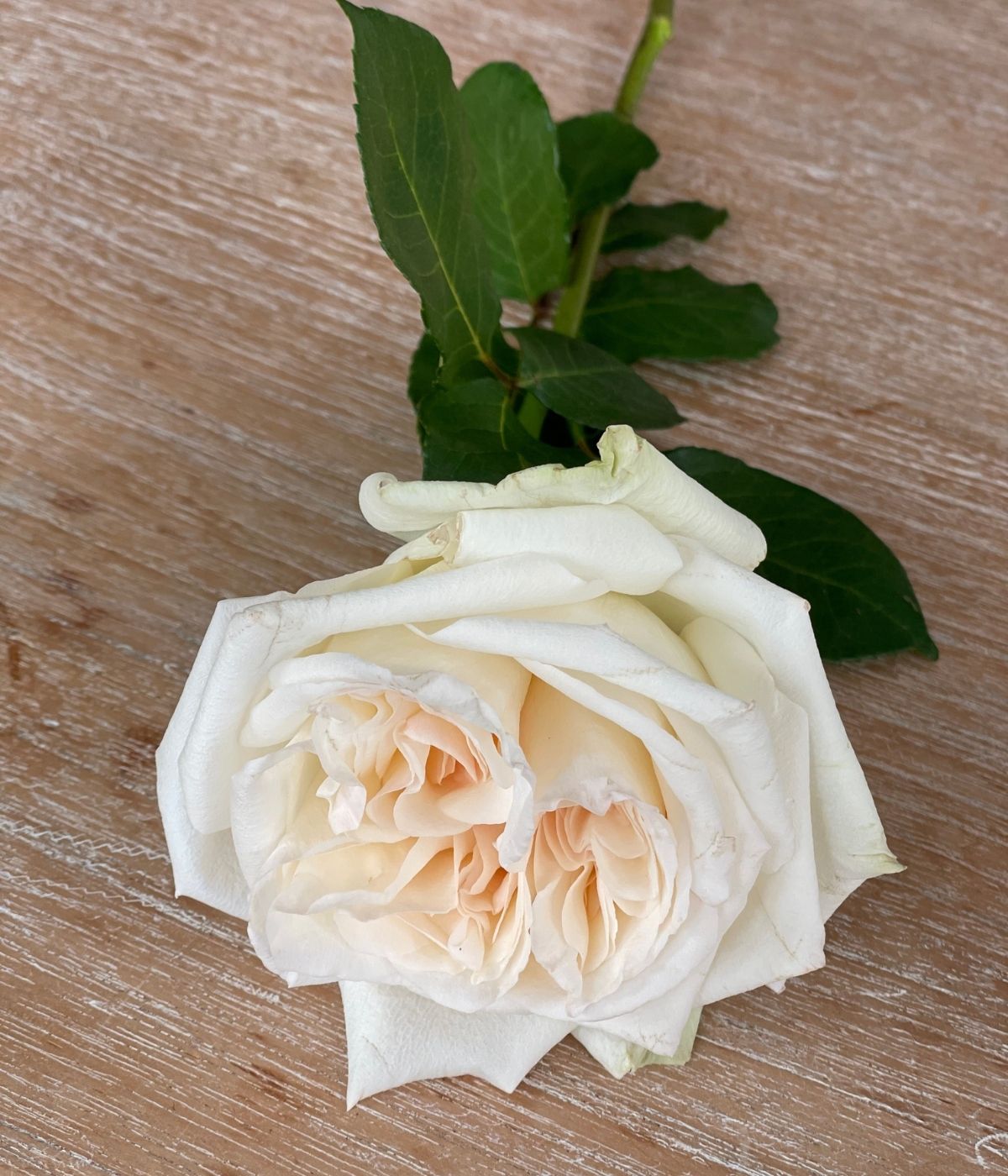 White O'Hara roses on Thursd - Kenya 2600 PS