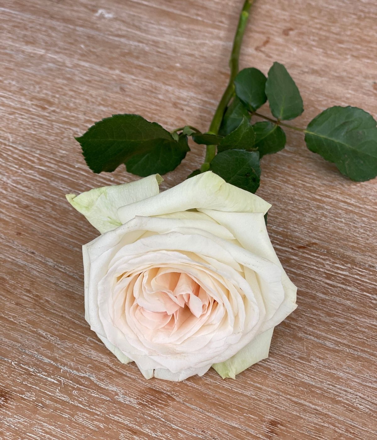 White O'Hara roses on Thursd - Kenya 2600 US