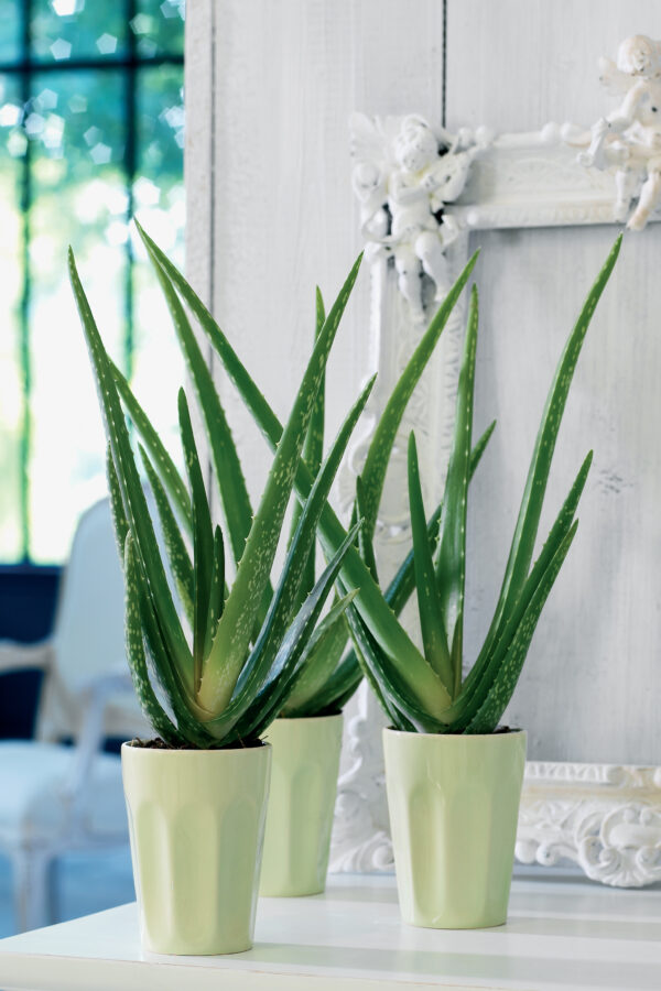 Aloe Vera BloemenbureauHolland