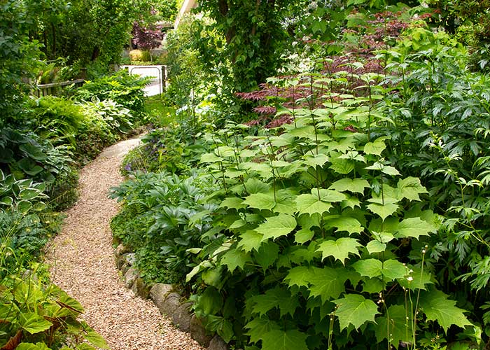 Designer Ideas for Inspired Pathway Plantings010