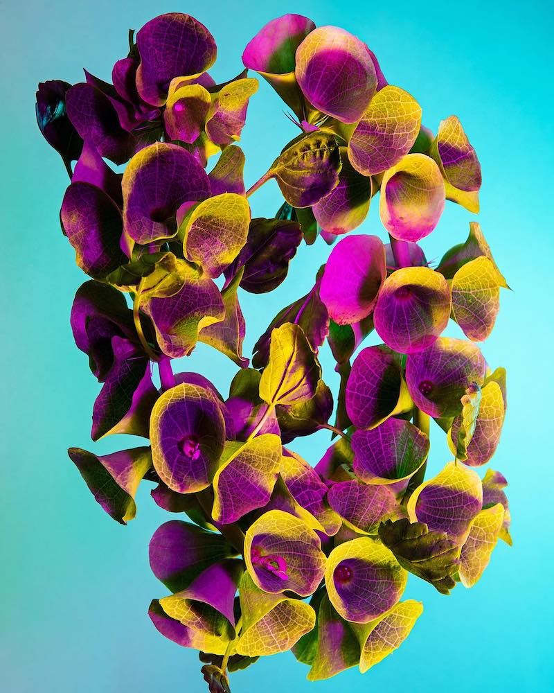 Lindsey Rickert Features Otherworldly Botanicals in Kaleidoscopic Light008