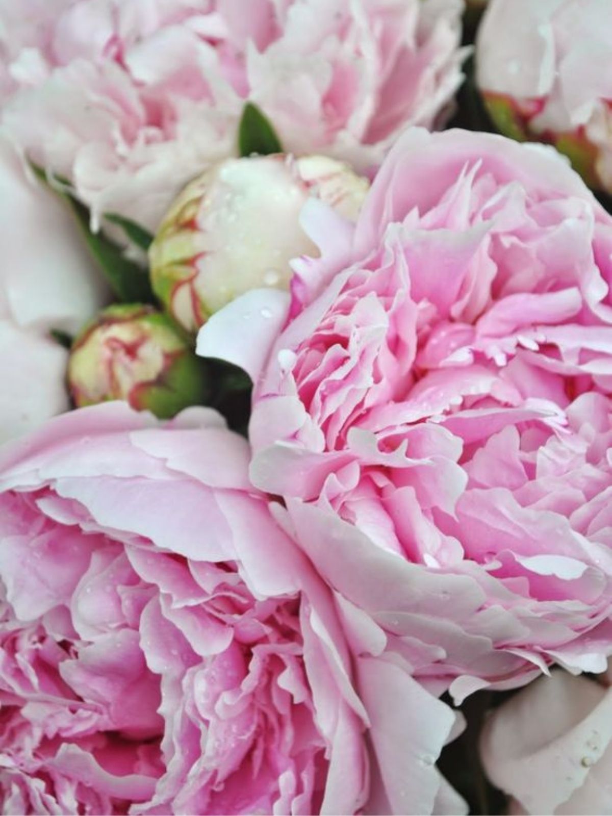 Everything You Want To Know About Peonies - sarah bernardt peonies - on thursd