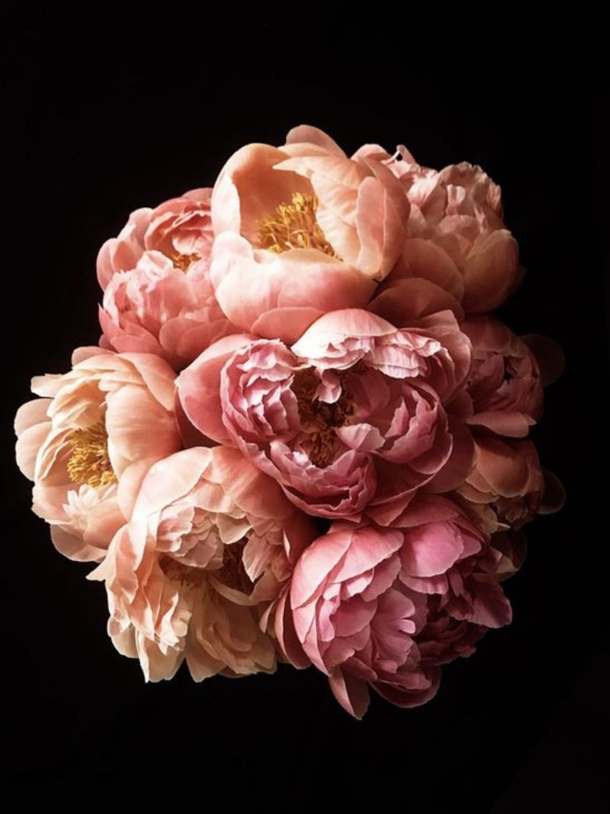 Everything You Want To Know About Peonies - grouped peonies - gentl and hyers photography - on thursd