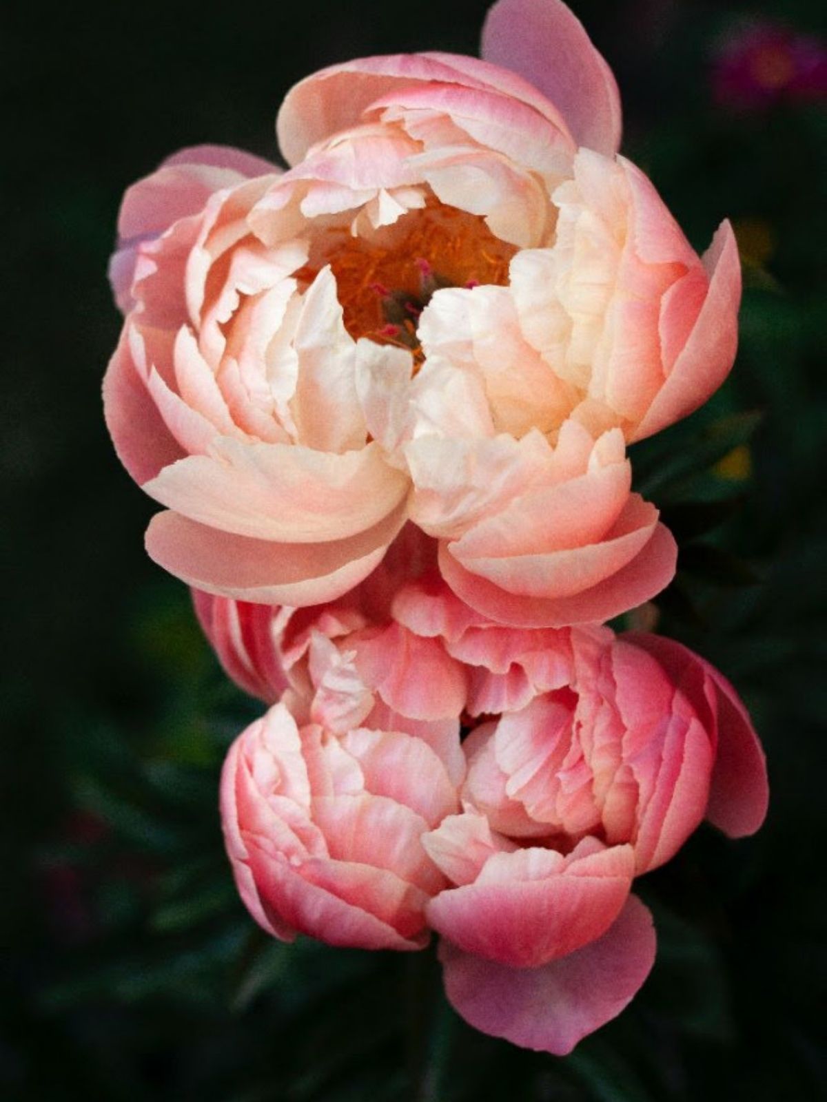 Everything You Want To Know About Peonies - peonies in bloom - on thursd
