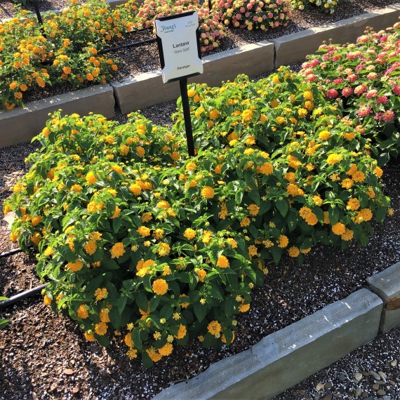 Keep Annuals Looking Better Longer by Choosing the Right Varieties003