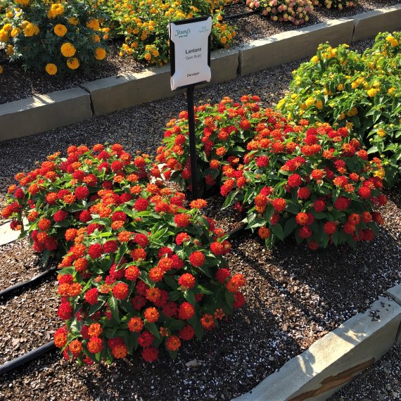 Keep Annuals Looking Better Longer by Choosing the Right Varieties002