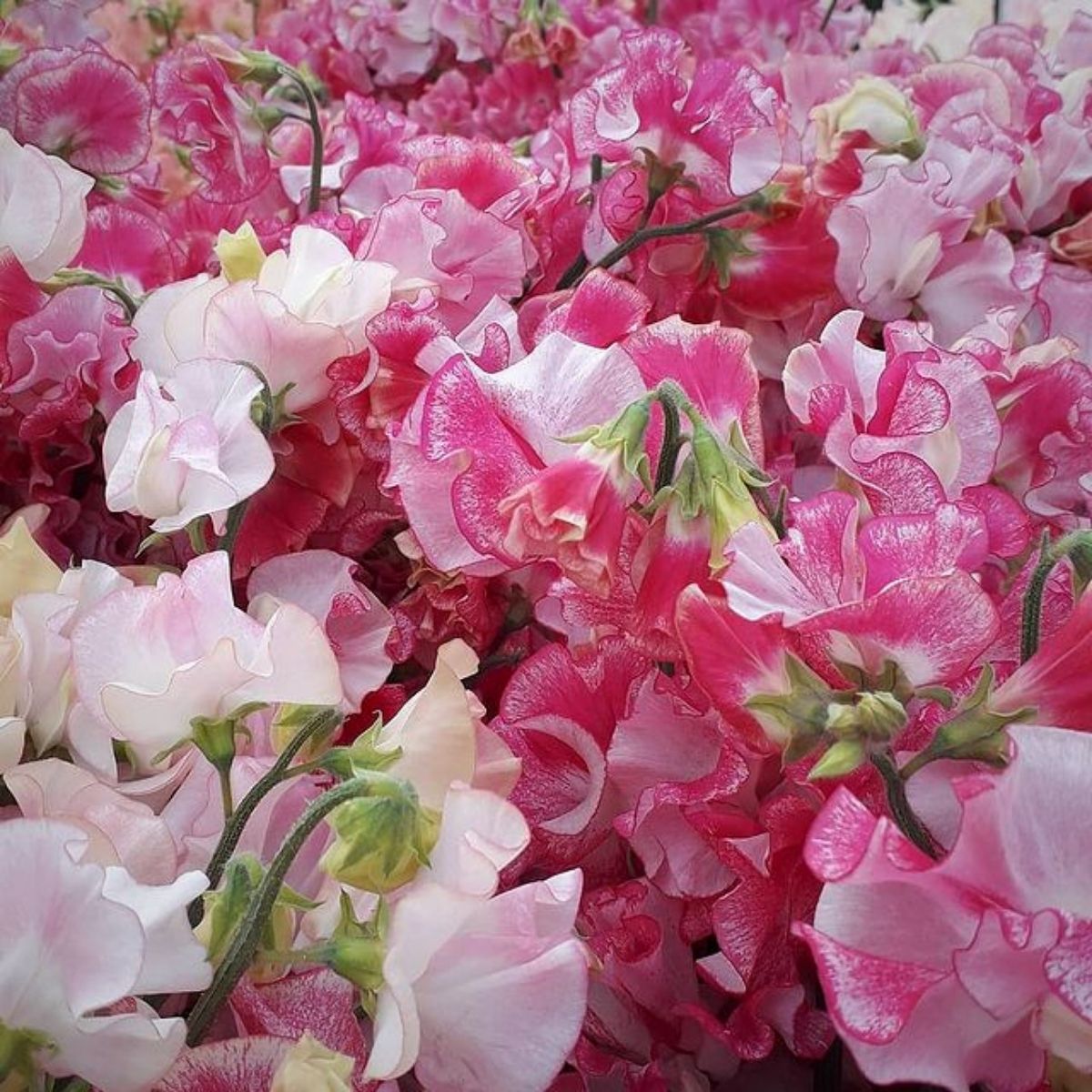 The Scent of Lathyrus Odoratus Blows You Away - Article on Thursd