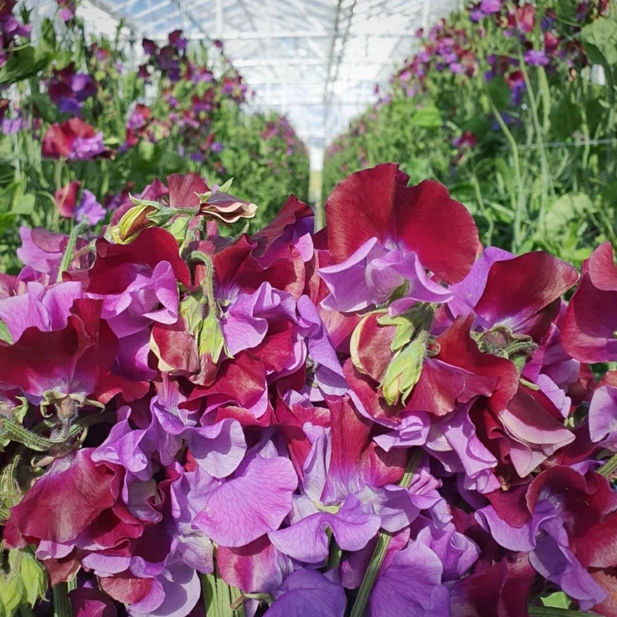 The Scent of Lathyrus Odoratus Blows You Away - Article on Thursd  (1)