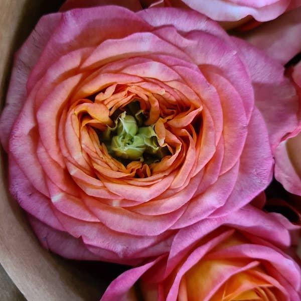 It's the Season For the Royal Beauties From Wans Roses007