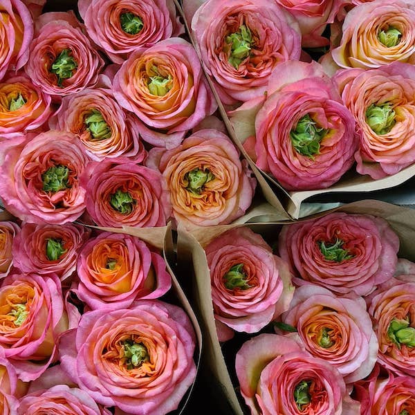 It's the Season For the Royal Beauties From Wans Roses008
