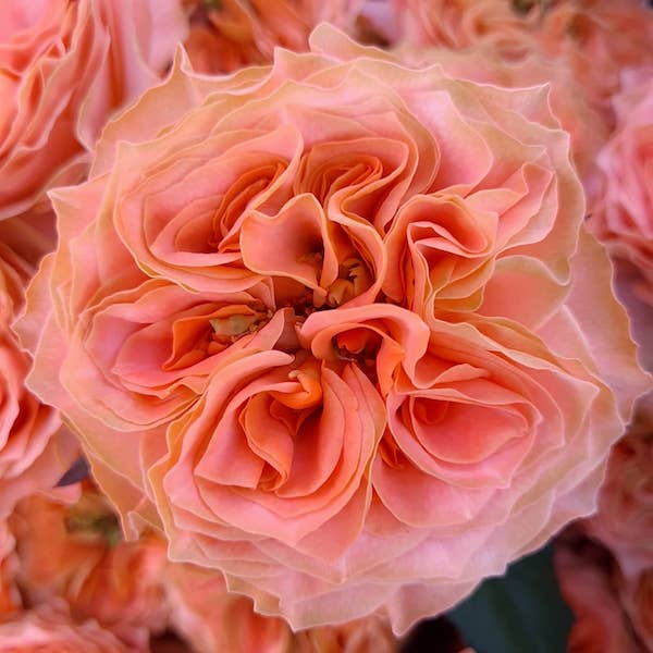 It's the Season For the Royal Beauties From Wans Roses015
