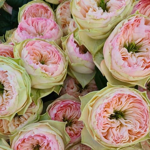 It's the Season For the Royal Beauties From Wans Roses024