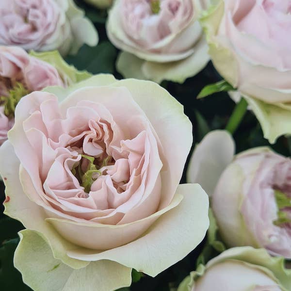 It's the Season For the Royal Beauties From Wans Roses011