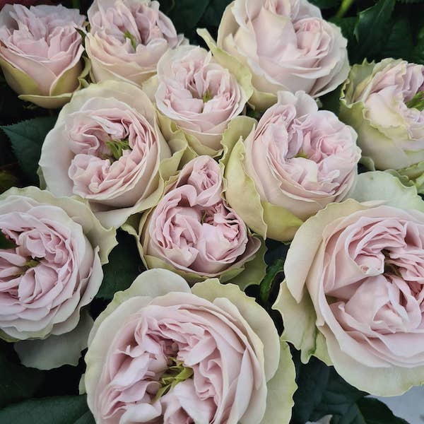 It's the Season For the Royal Beauties From Wans Roses012