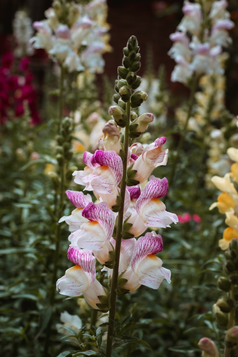 What You Need to Know About the Gorgeous Antirrhinum002