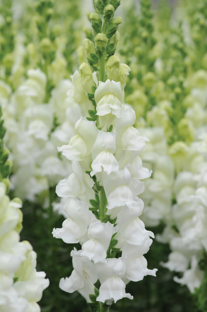 What You Need to Know About the Gorgeous Antirrhinum003