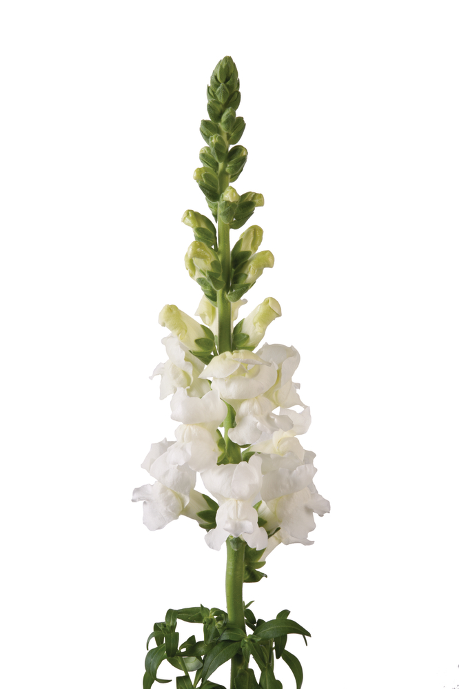 What You Need to Know About the Gorgeous Antirrhinum004
