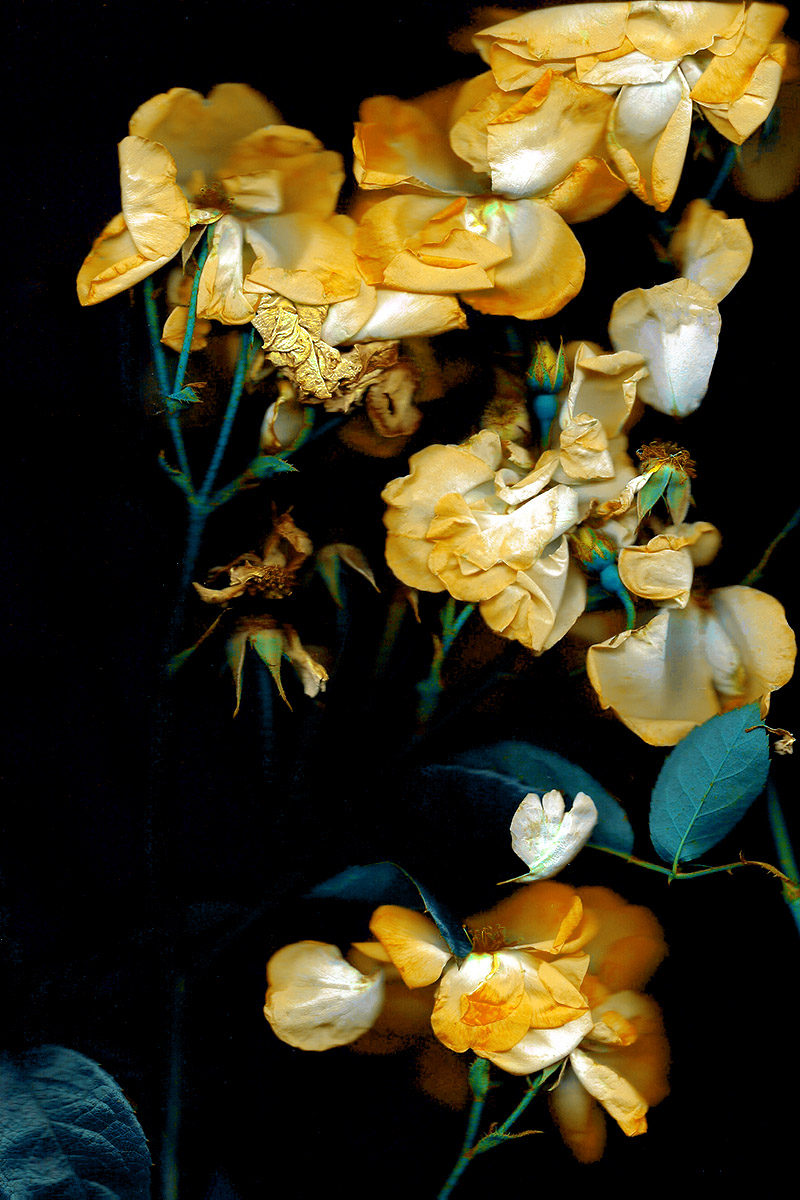 Xiubing Du Photographs - On Thursd - Roses 01