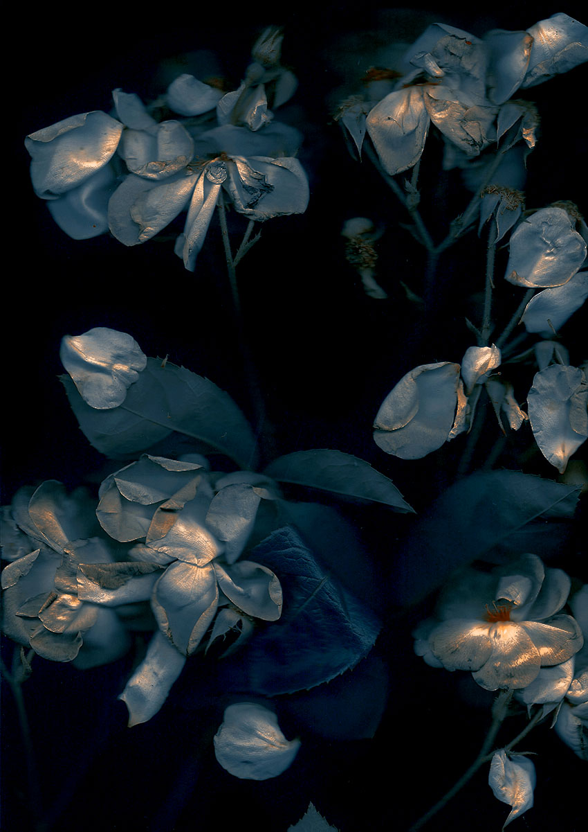 Xiubing Du Photographs - On Thursd - Roses 04