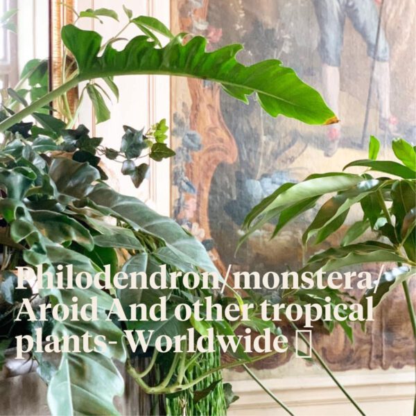 Facebook Plant Groups - Philodendron_monstera_Aroid And other tropical plants- Worldwide 🌎 - On Thursd