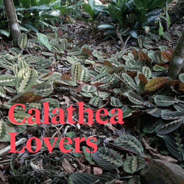 Facebook Plant Groups - Calathea Lovers - On Thursd