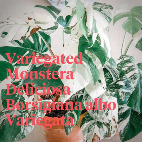 Facebook Plant Groups - Variegated Monstera deliciosa Borsigiana albo Variegata - On Thursd