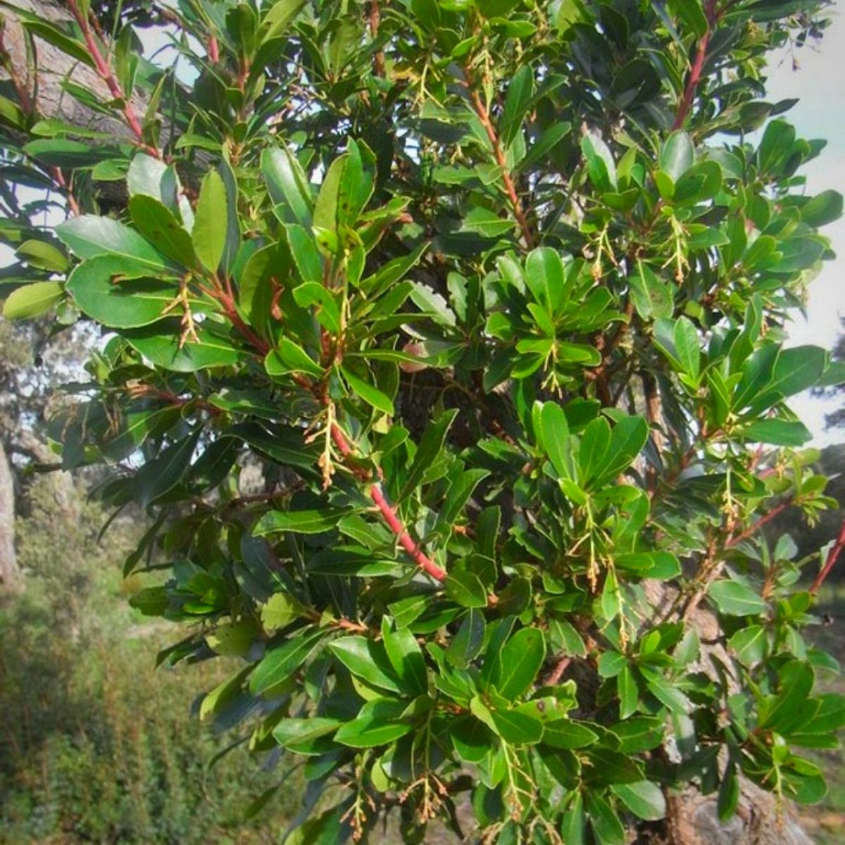 The Story of Arbutus - Article on Thursd - Adomex  (6)