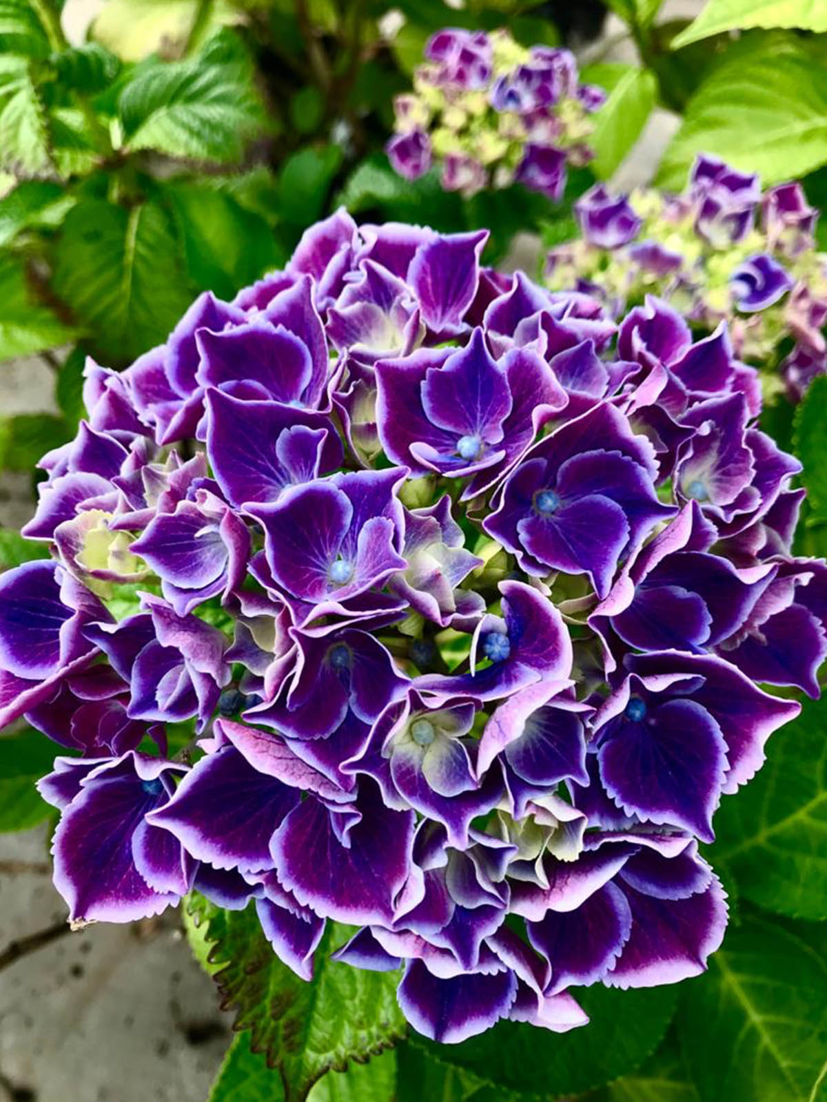 Discover These 2021 Hydrangea Newcomers 01 My Beautiful Rio