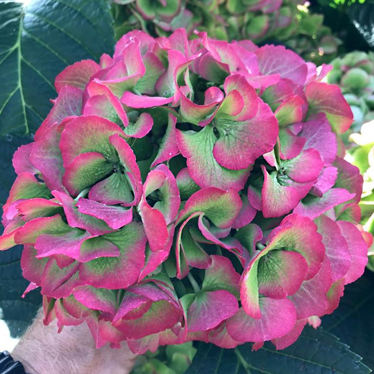 Discover These 2021 Hydrangea Newcomers 12 My Beautiful Vienna