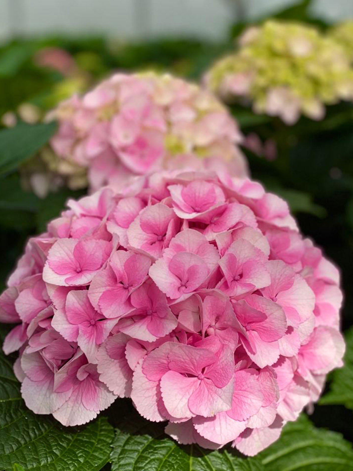 Discover These 2021 Hydrangea Newcomers 14 My Beautiful Vienna