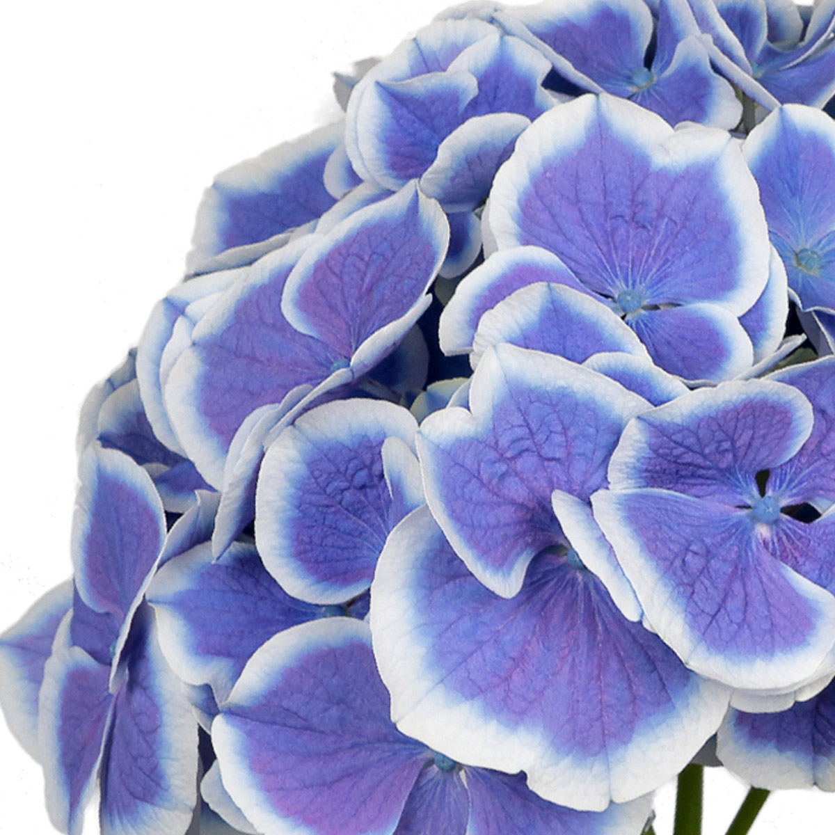 Discover These 2021 Hydrangea Newcomers 42 Dali