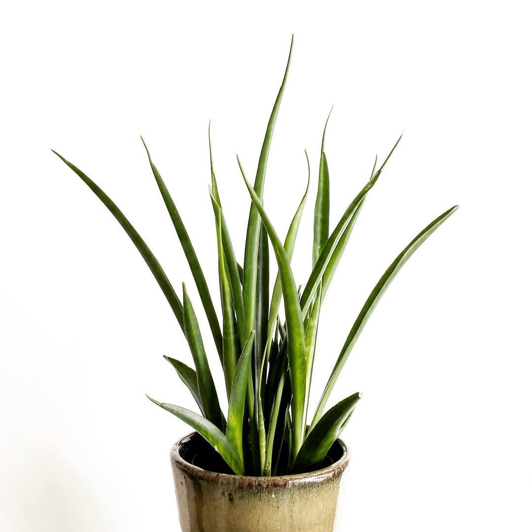 10 Snake Plant Varieties to Add to Your Collection004