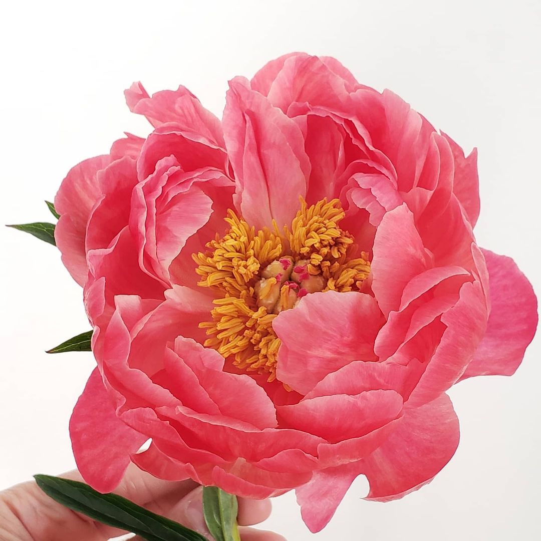Who Isn't Charmed by the Peony Coral Charm?007