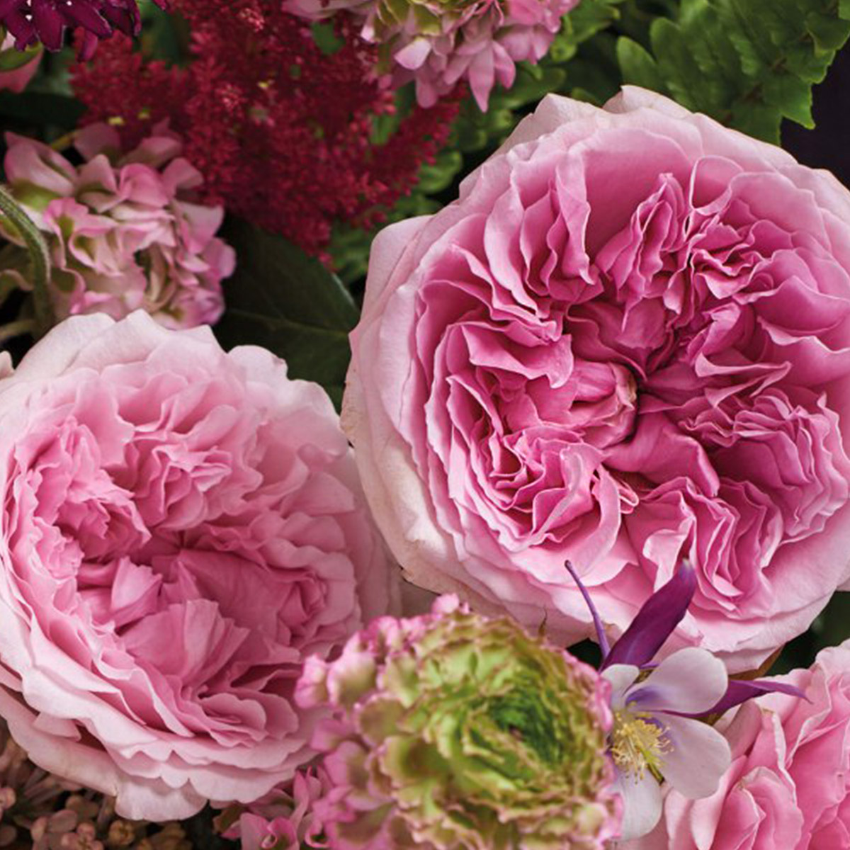 Alexandra Farm's Wide Palette of Rose Scents 15 Rose Miranda