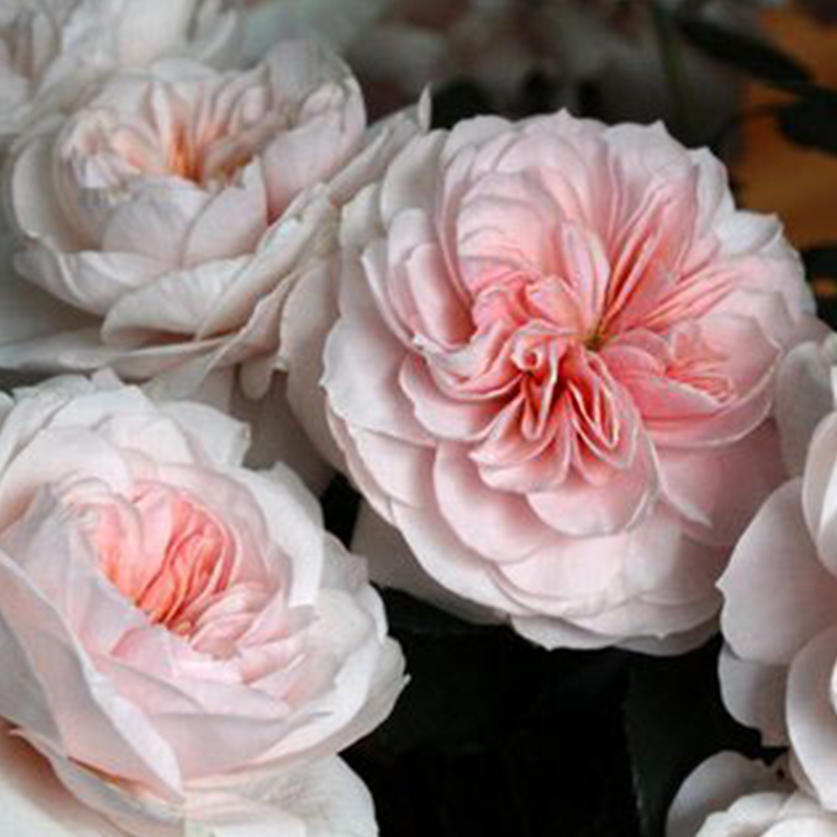 Alexandra Farm's Wide Palette of Rose Scents 28 Rose Sabrina
