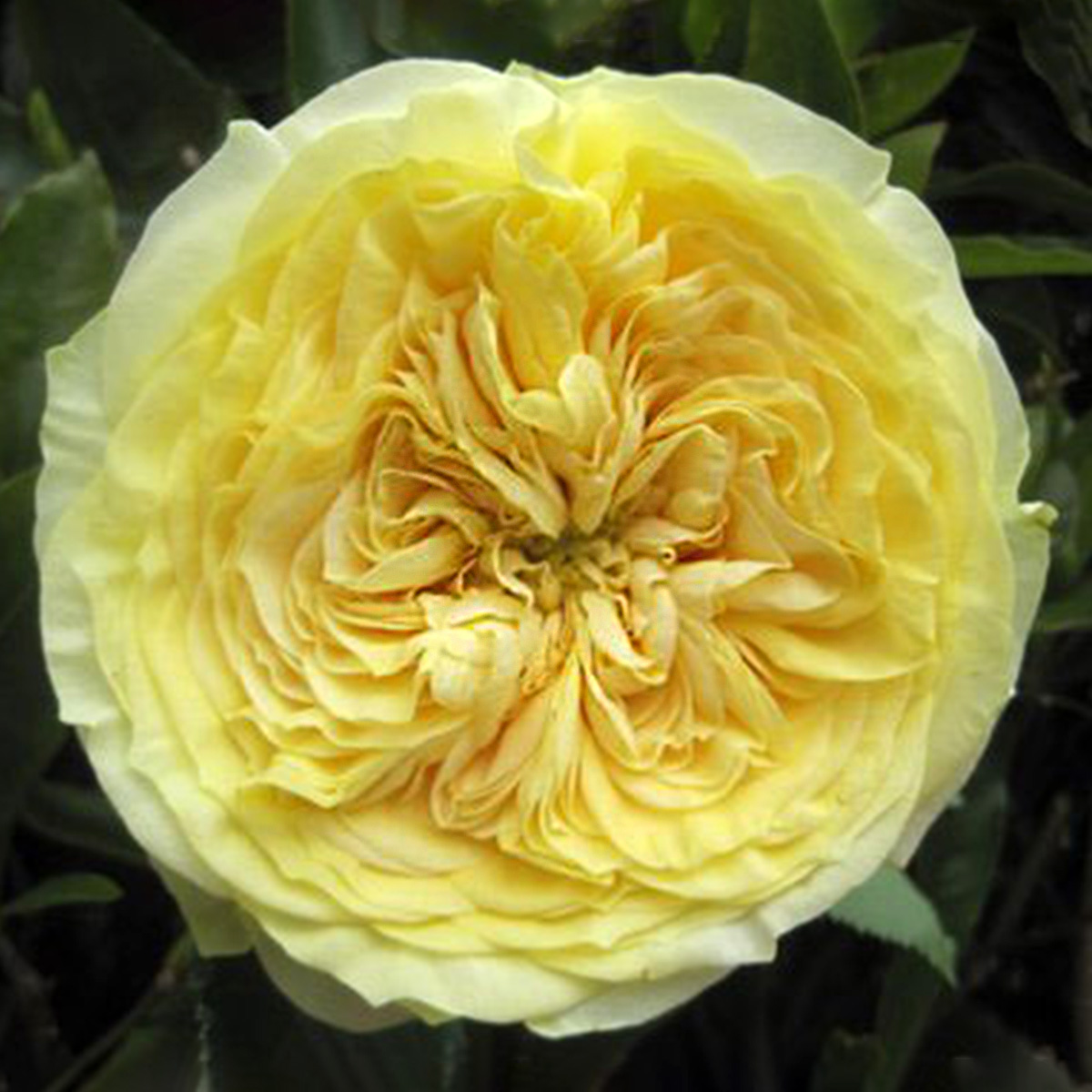 Alexandra Farm's Wide Palette of Rose Scents 47 Rose Lemon Pompon