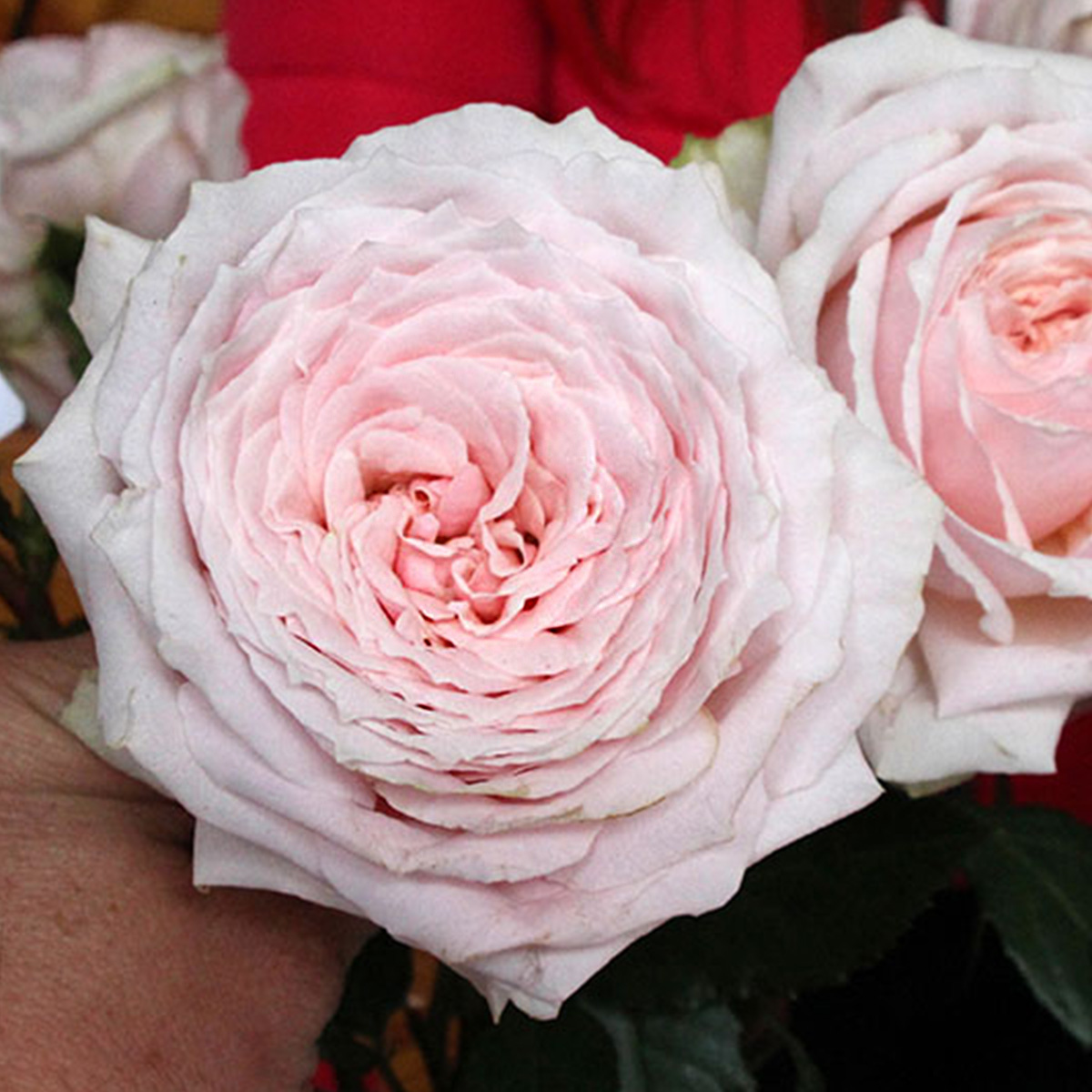 Alexandra Farm's Wide Palette of Rose Scents 53 Rose Tsumugi