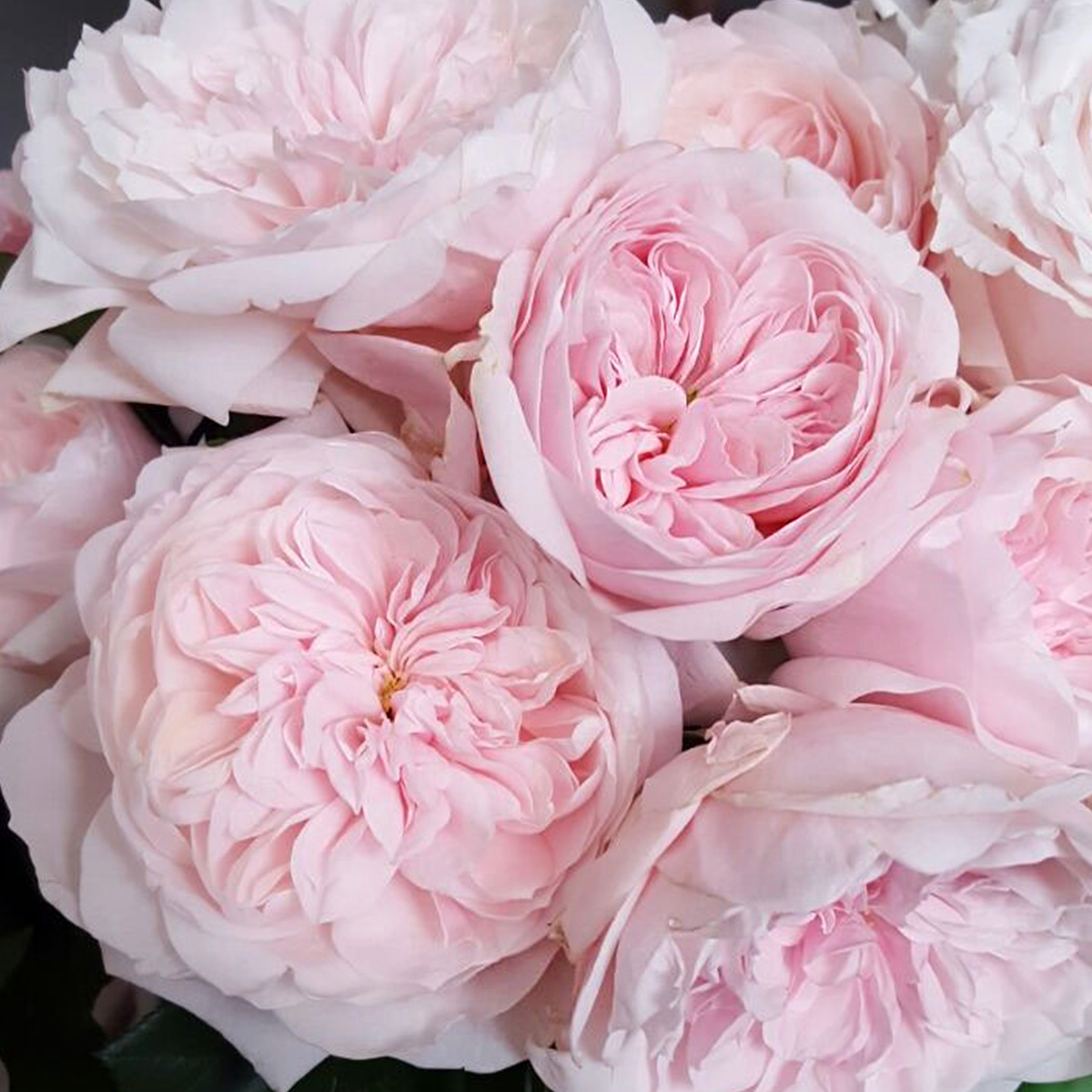 Alexandra Farm's Wide Palette of Rose Scents 54 Rose Tsumugi