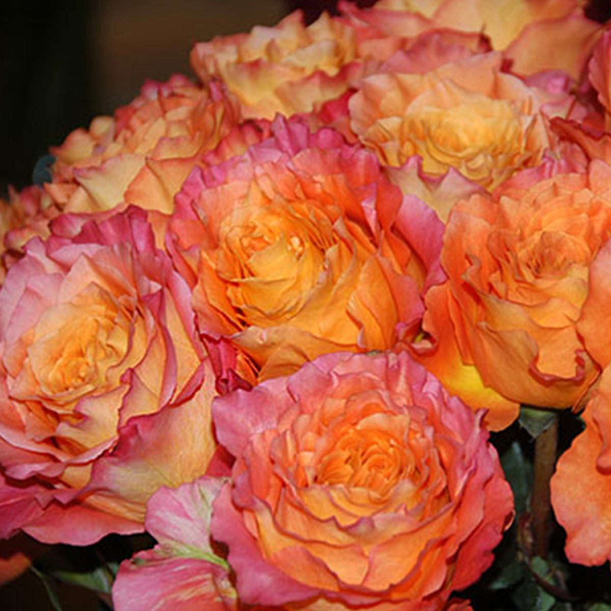 Alexandra Farm's Wide Palette of Rose Scents 64 Rose Free Spirit