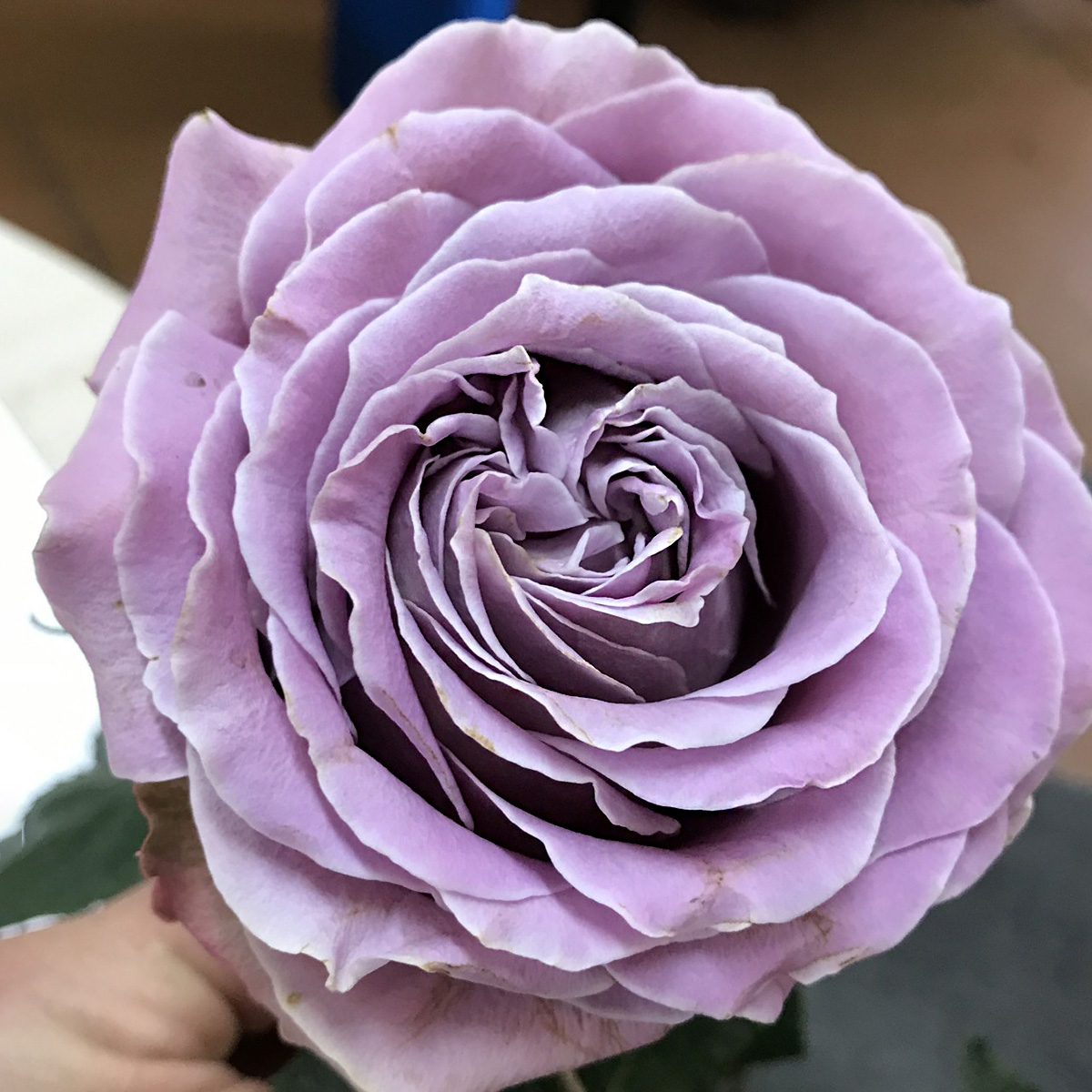 Alexandra Farm's Wide Palette of Rose Scents 69 Rose Princess Kaori