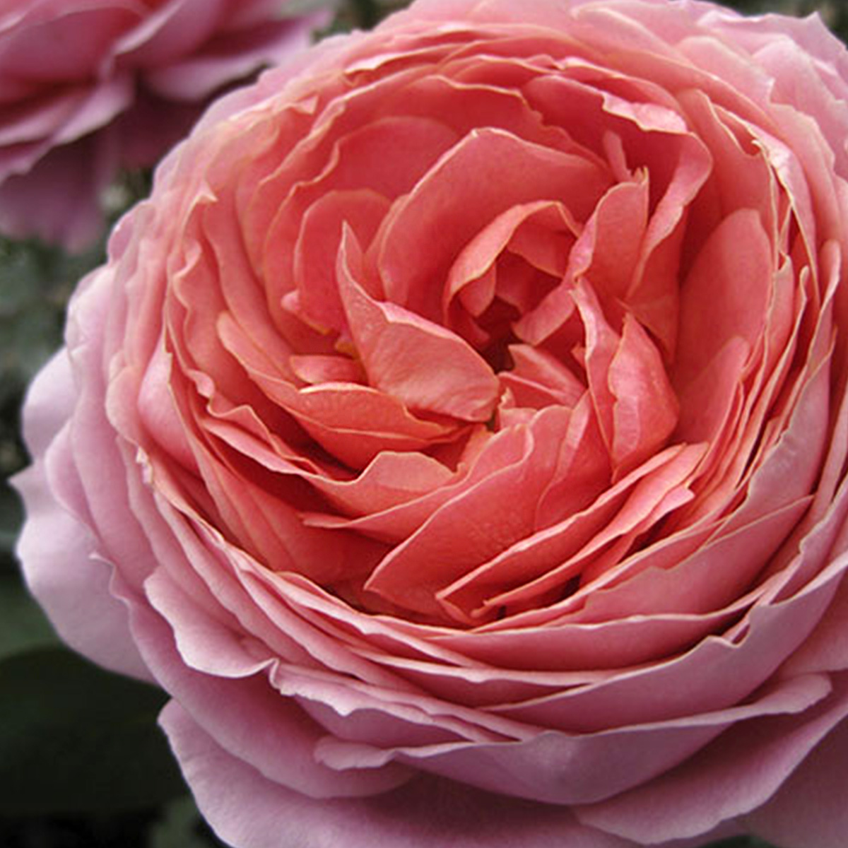 Alexandra Farm's Wide Palette of Rose Scents 73 Rose Romantic Antike