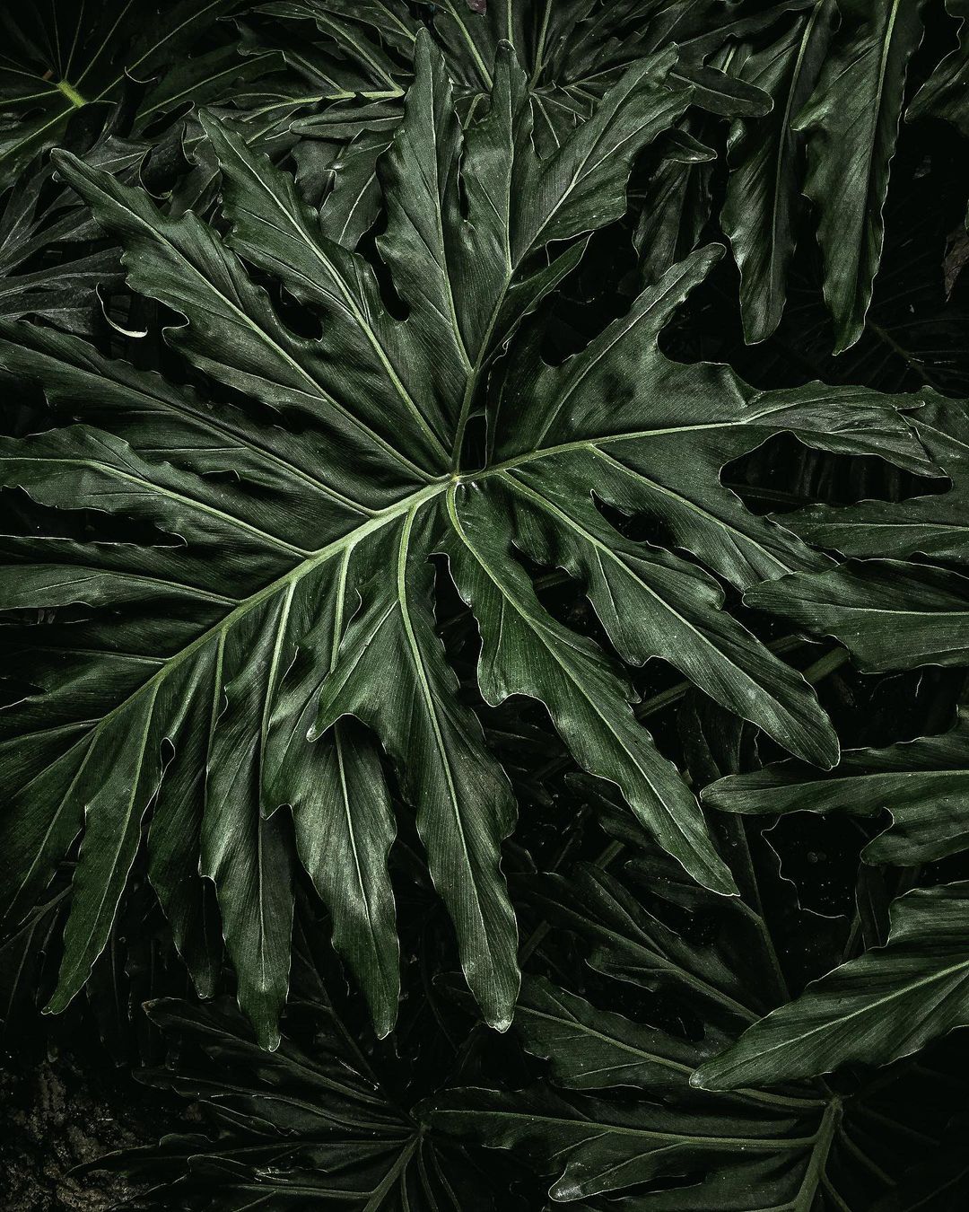 the shape of the philodendron bipinnatifidum makes it distinct from the fiddle leaf philodendron and the horsehead philodendron