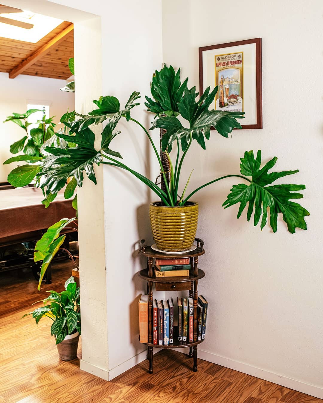 Philodendron Indoor Plants - Plants, Trees & Flowers 