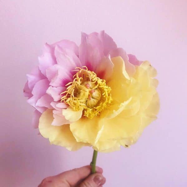 peony pink and yellow