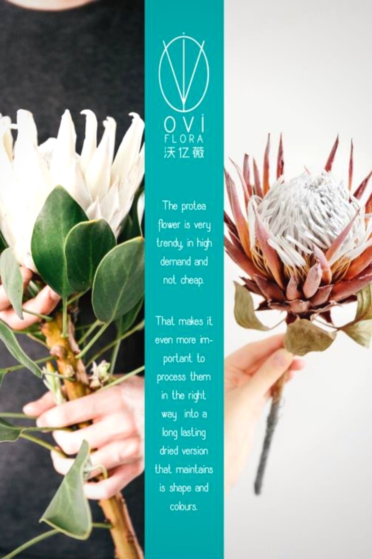 OVIflora Has a Huge Demand for Preserved and Dried Flowers in China - Article on Thursd (3)