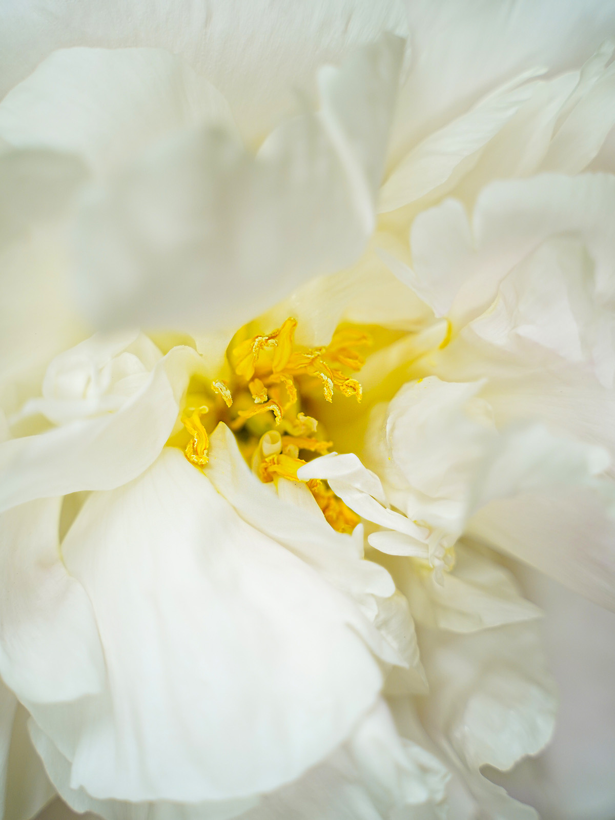 Appetite for Summerly Wedding Flowers 12 Paeonia